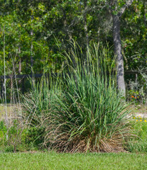 Eastern Gamagrass, Fakahatchee Grass - Tripsacum dactyloides - large clumps provide cover for small...