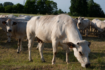 COW in Farm - Bovines