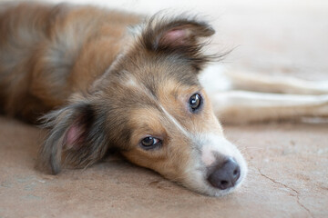 Dog