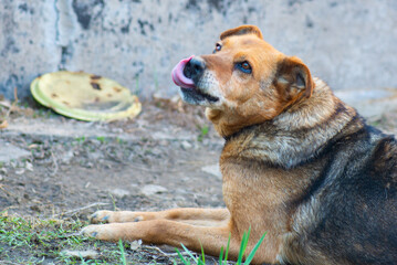 red dog on a chain purebred lies. High quality photo