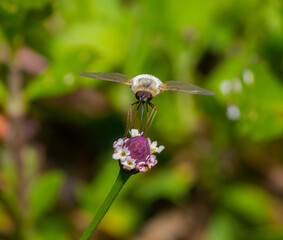 Large Bee fly eating nectar on tiny frog fruit - phyla nodiflora - bloom - Likely a bombylius major