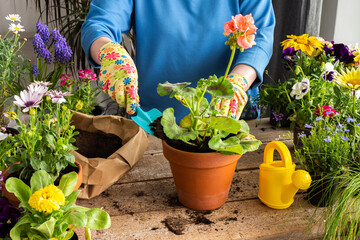 Spring decoration of a home balcony or terrace with flowers, woman transplanting a flower geranium into a clay pot, home gardening and hobbies, biophilic design