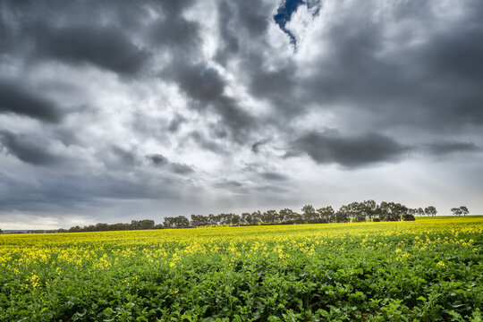 Landscape with a yellow field of flowering rapeseed under a dark grey sky
