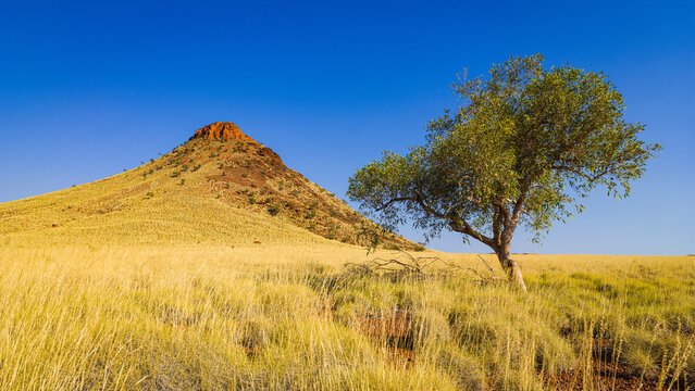 Savanna landscape with Snappy gum tree (Eucalyptus racemosa) and hill under clear blue sky in Millstream Chichester National Park, Australia