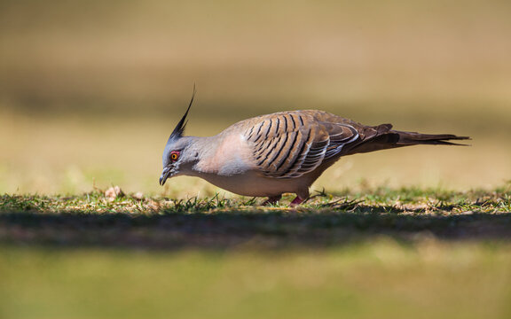 Full body portrait of a Crested Pigeon (Ocyphaps lophotes)  foraging in grass