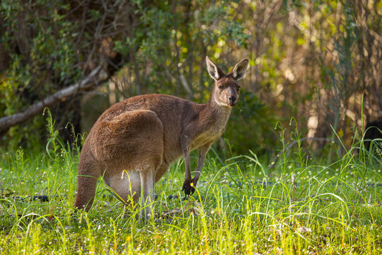 Full body portrait of a Western Grey Kangaroo (Macropus fuliginosus) staring at the camera in a forest in Western Australia