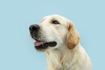 Portrait golden retriever puppy dog looking away. Isolated on blue colored background