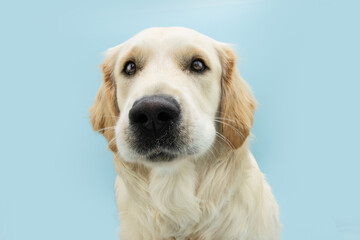 Portrait cute golden retriever puppy dog looking at camera. Isolated on blue pastel bacakground