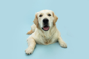 Portrait cute golden retriever puppy dog lying down and looking at camera. Isolated on blue pastel background