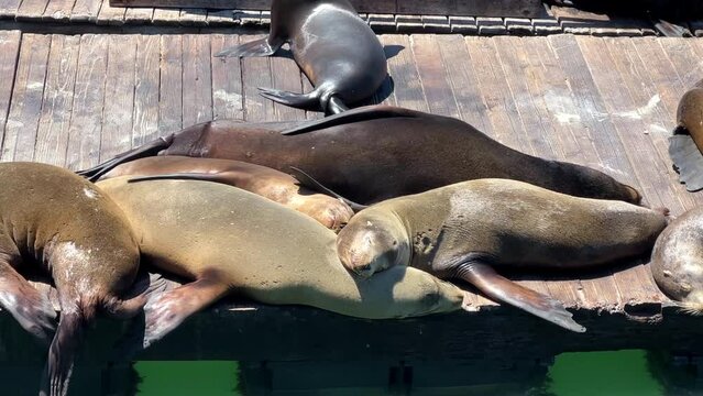 4K HD video zooming in on Sea Lions of various ages hauled out on floating wooden docks, sleeping in a pile.
