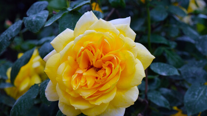 
a yellow rose on the branch