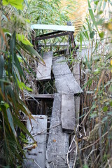 Wooden bridge in the swamp forest