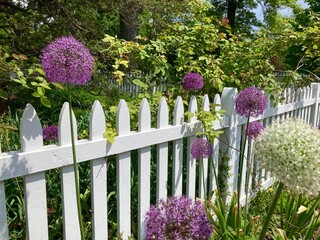 white picket fence with allium flowers - obrazy, fototapety, plakaty