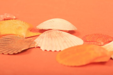 sea shells on a orange color