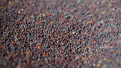 Canola seeds, rapeseed texture. Close-up. Background. Macro image of rapeseed can be used as a background. Harvested rapeseed from the field. Macro texture of seeds colza.