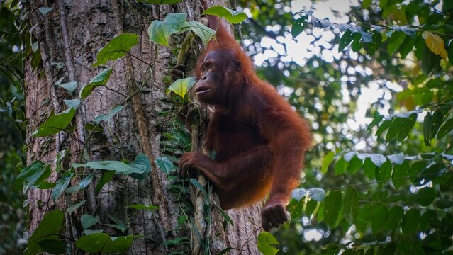 Orangutan In The Jungle Of Borneo