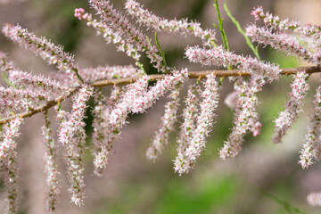 Small-flowered Tamarix parviflora an  ornamental plant with tiny pink flowers. French tamarisk...