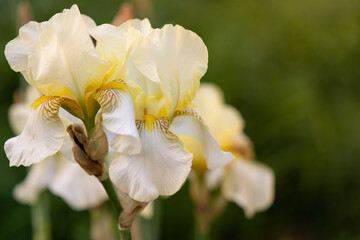 Yellow iris flowers on a green background, selective focus, shallow depth of field