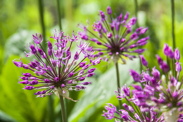 Gigantic onion on a light background. Photo of nature.