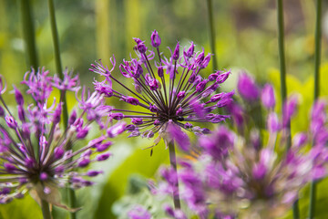 Gigantic onion on a light background. Photo of nature.