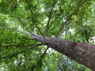 Beautiful shady plane tree (lat. Platanus)