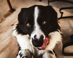 dog
collie
aussie
shepherd
tongue
puppy
