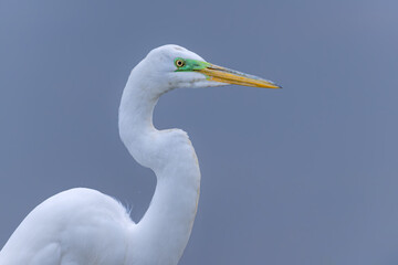 Great Egret is scared as bald eagle is chasing it to grab the fishing spot. Scared action. staring...
