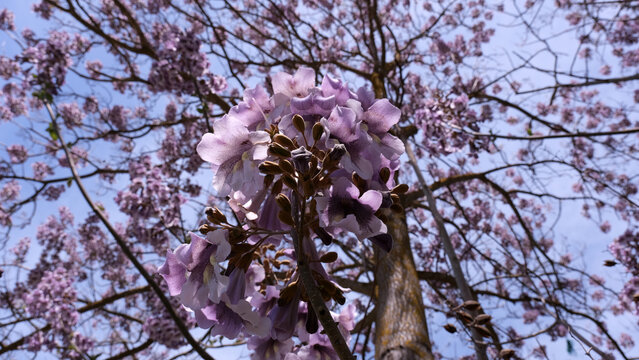 purple flowering Paulownia Tomentosa tree