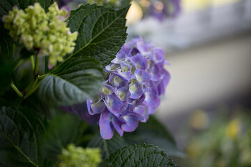 Ortensia su terrazzo