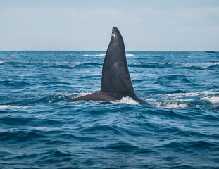 Naklejka premium Orca in Baja California Sur, Mexico