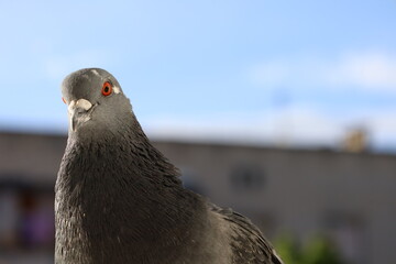 Pigeon in closeup, beautiful perfect portrait 