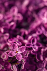 Single lilac flower in focus. Vertical shot