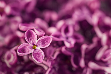 Single lilac flower in focus. Horizontal shot