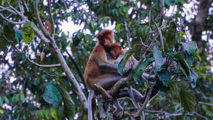 Proboscis monkey or Long-nosed monkey sitting in a tree near the Kinabatangan river in Borneo, Malaysia.
