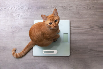 Red kitten sits on floor scales close up