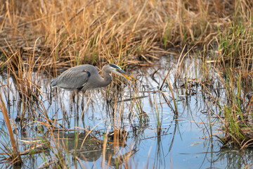 Great blue heron (Ardea cinerea) stands in a swamp.