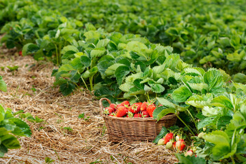 Fototapeta na wymiar Baskets of fresh strawberries in field