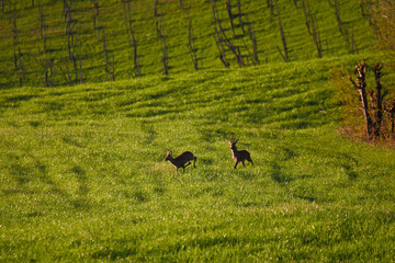 Primavera in Emilia Romagna