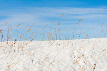 Tall dry grass on the snow against the blue sky. Bright winter abstract background