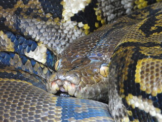 close up of a snake