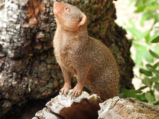 Mongoose looking up