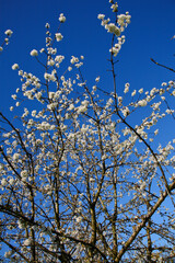 Paesaggio di primavera in Emilia Romagna