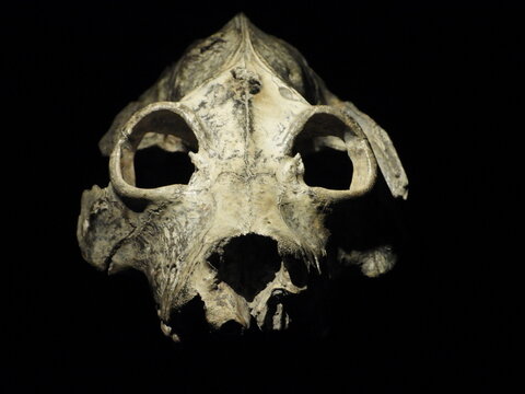 Sabre Tooth Cat Skull On Black Background