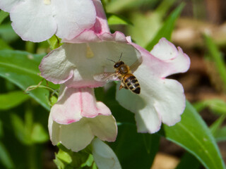 bee on pink flower