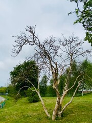 Withered tree against the backdrop of luxurious greenery of spring.