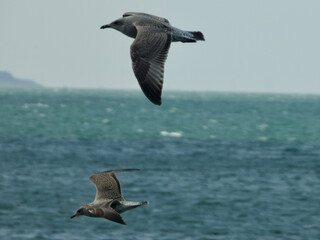 seagulls in flight