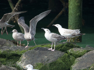 seagulls on the rocks
