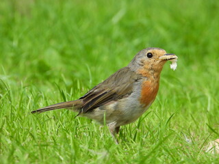 robin on a grass