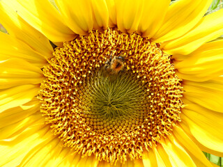 close up of sunflower with a bee