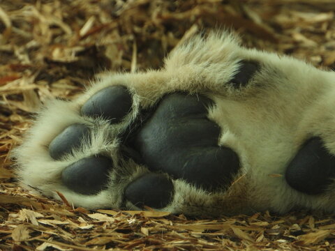 Lion Paw Close Up